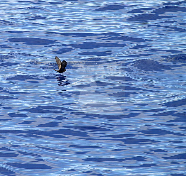 Matsudaira's Storm Petrel (Hydrobates matsudairae) foraging at sea between Micronesia and Japan in beautiful colored blue patterned seawater. stock-image by Agami/Pete Morris,