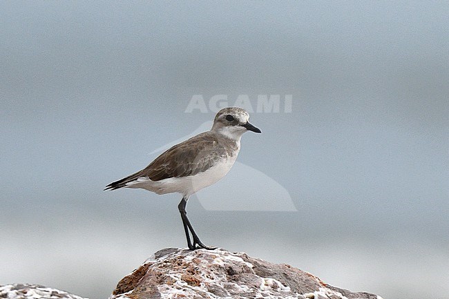 Greater Sand Plover (Charadrius leschenaultii leschenaultii) wintering near Pak Thale in Thailand. stock-image by Agami/Laurens Steijn,