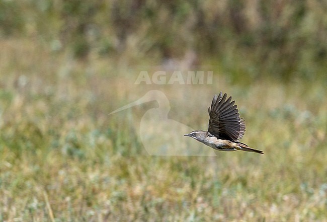 Male Siberian Rubythroat (Luscinia calliope) in flight stock-image by Agami/Markku Rantala,