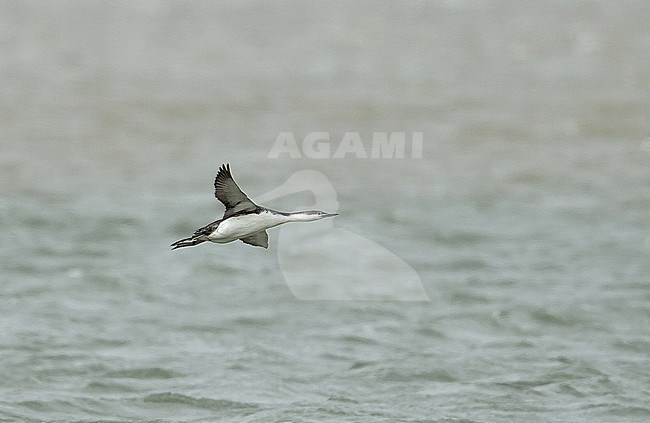 Migrating Red-throated Diver (Gavia stellata) over the North Sea of the Netherlands. stock-image by Agami/Kris de Rouck,