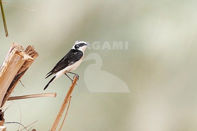 Vittata Pied Wheatear (Oenanthe pleschanka vittata) at KM20, near Eilat, Israel. First record for Israel stock-image by Agami/Marc Guyt,