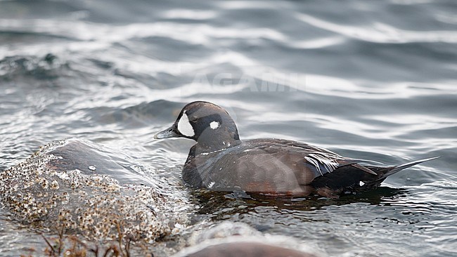 A male Harlequin Duck (Histrionicus histrionicus) in ecplise plumage swimming. Norway stock-image by Agami/Markku Rantala,