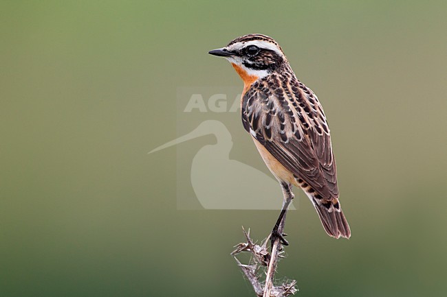 Volwassen Paapje; Adult Whinchat stock-image by Agami/Daniele Occhiato,