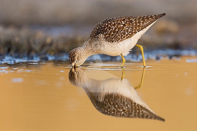 Wood Sandpiper (Tringa glareola), side view of an adult feeding in the water, Campania, Italy stock-image by Agami/Saverio Gatto,