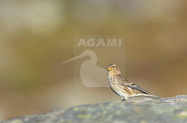 Twite (Carduelis flavirostris) during autumn migration on Utsira, Norway. Perched on top of rock. stock-image by Agami/Marc Guyt,