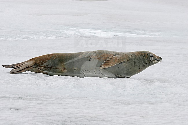 Crabeater seal perched on ice stock-image by Agami/Pete Morris,