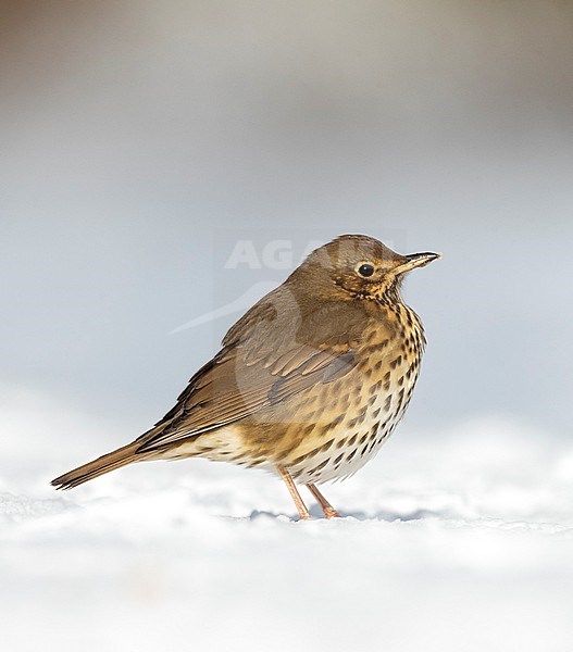 Song Thrush (Turdus philomelos) wintering in Katwijk, Netherlands. Standing in the snow, seen from the side, stock-image by Agami/Marc Guyt,