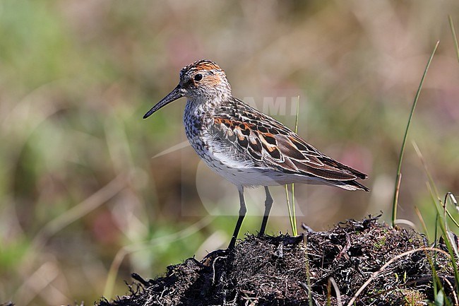 Western Sandpiper (Calidris mauri) taken the 07/06/2022 at Nome - Alaska - USA stock-image by Agami/Aurélien Audevard,