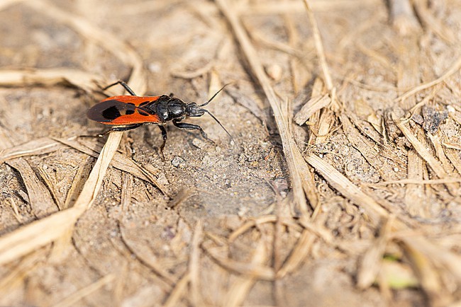 Peirates hybridus, Germany (Baden-Württemberg), imago stock-image by Agami/Ralph Martin,