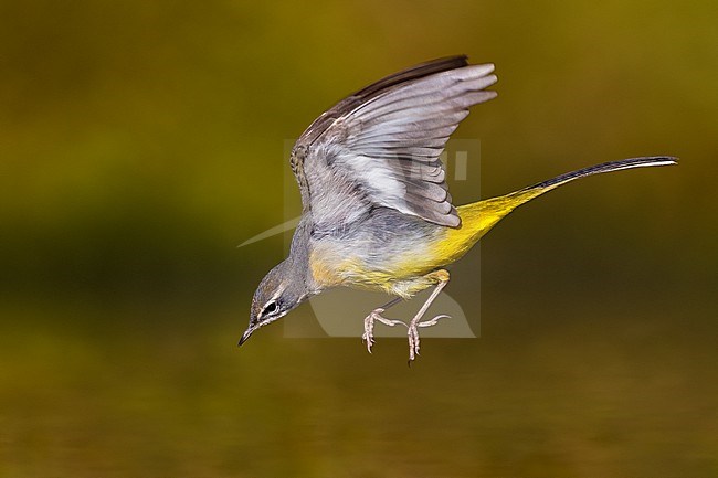 Grey Wagtail (Motacilla cinerea) in Italy. stock-image by Agami/Daniele Occhiato,