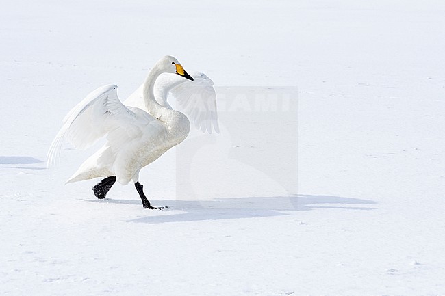Whooper Swan (Cygnus cygnus) in winter surronding. stock-image by Agami/Marcel Burkhardt,
