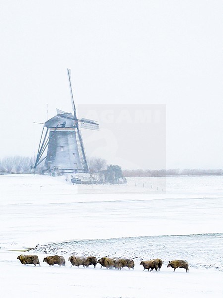 Dutch winter landscape setting with wind mills and sheep stock-image by Agami/Menno van Duijn,