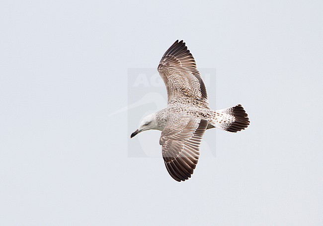 Eerste winter Pontische Meeuw in vlucht, First winter, Caspian Gull in flight stock-image by Agami/Karel Mauer,