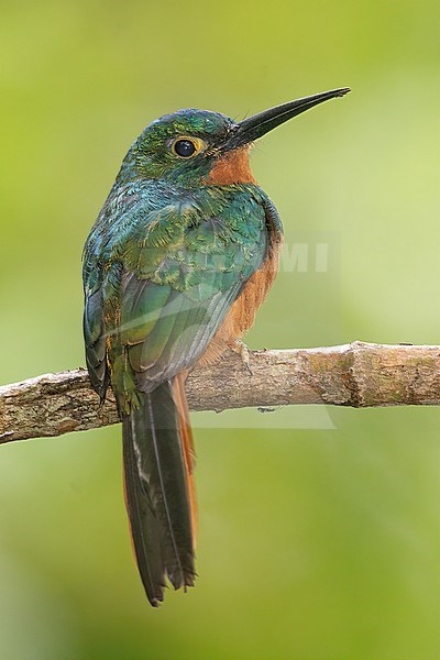Coppery-chested Jacamar (Galbula pastazae) at Mocoa, Putumayo, Colombia.  Found at mid elevation levels on the eastern Andean slope. stock-image by Agami/Tom Friedel,