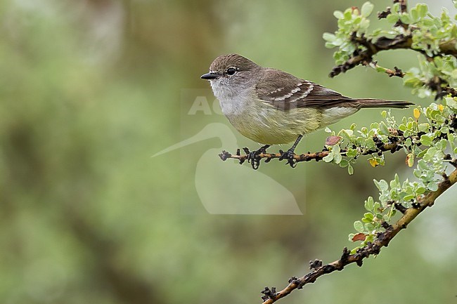 Southern Scrub Flycatcher (Sublegatus modestus) Perched on a branch in Argentina stock-image by Agami/Dubi Shapiro,