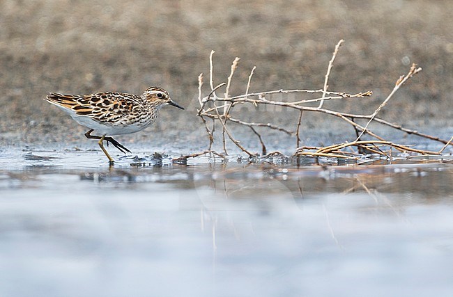 Long-toed Stint - Langzehen-Strandläufer - Calidris subminuta, Russia, adult stock-image by Agami/Ralph Martin,