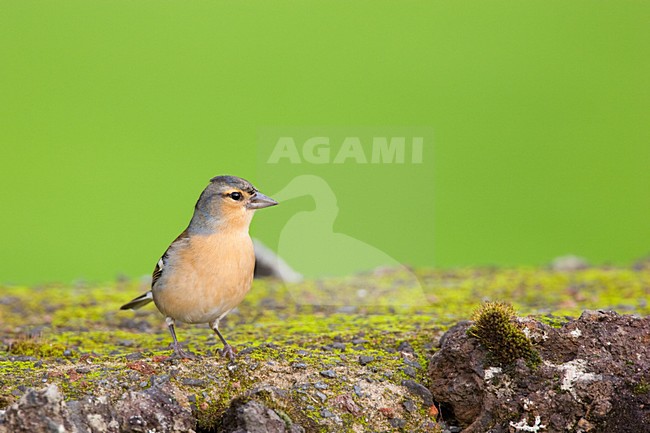 Mannetje Azorenvink; Male Azores Chaffinch stock-image by Agami/Menno van Duijn,