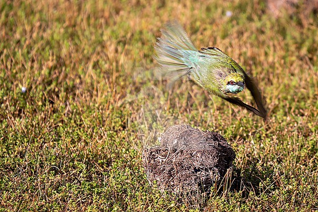Asian Bee-eater, Merops orientalis stock-image by Agami/Hans Germeraad,