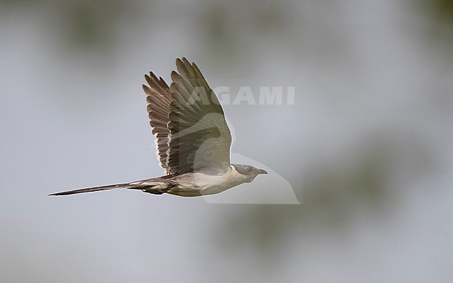 Adult Great Spotted Cuckoo (Clamator glandarius) in flight at Extremadura, Spain stock-image by Agami/Helge Sorensen,