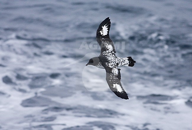 Cape Petrel flying above open ocean; Kaapse Stormvogel vliegend boven de oceaan stock-image by Agami/Marc Guyt,