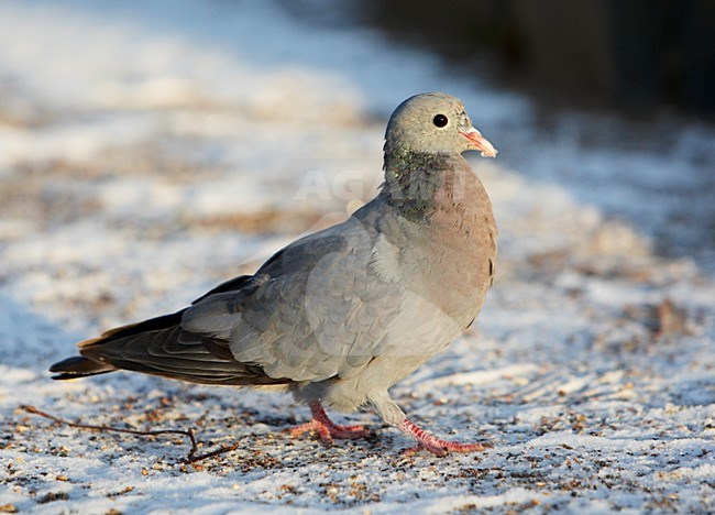 Holenduif zittend in sneeuw; Stock Dove perched in snow stock-image by Agami/Markus Varesvuo,
