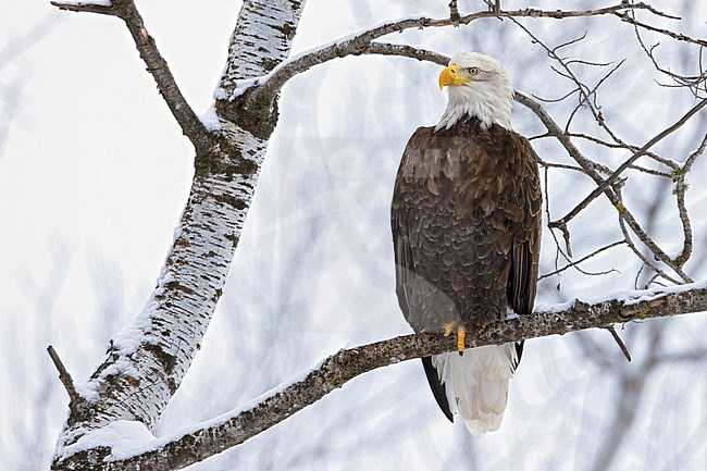 Bald Eagle (Haliaeetus leucocephalus) Perched on a branch in Minnesota stock-image by Agami/Dubi Shapiro,