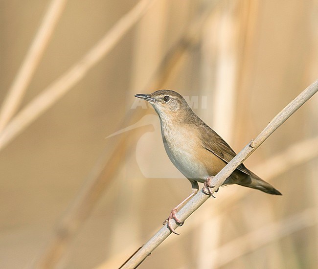 Savis Warbler - Rohrschwirl - Locustella luscinoides, Germany stock-image by Agami/Ralph Martin,
