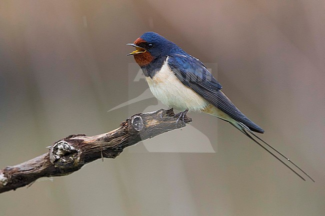 Boerenzwaluw, Barn Swallow stock-image by Agami/Daniele Occhiato,