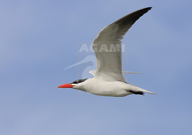 Volwassen zomerkleed Reuzenstern in de vlucht; Adult summer Caspian Tern in flight stock-image by Agami/Jacques van der Neut,