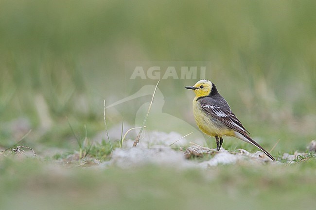 Citrine Wagtail - Zitronenstelze - Motacilla citreola ssp. citreola, Kazakhstan stock-image by Agami/Ralph Martin,