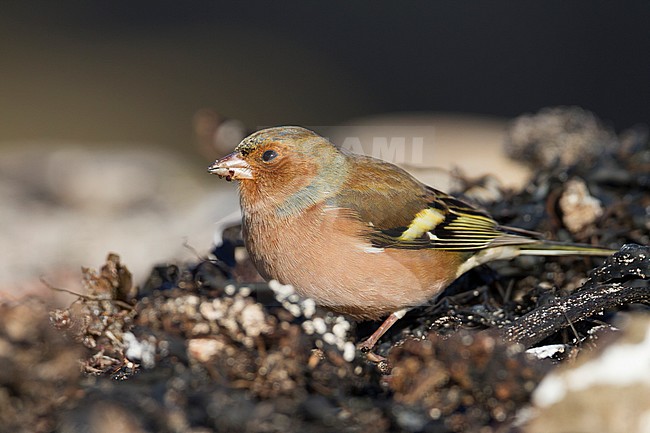 Chaffinch - Buchfink - Fringilla coelebs ssp. coelebs, Germany, adult male stock-image by Agami/Ralph Martin,