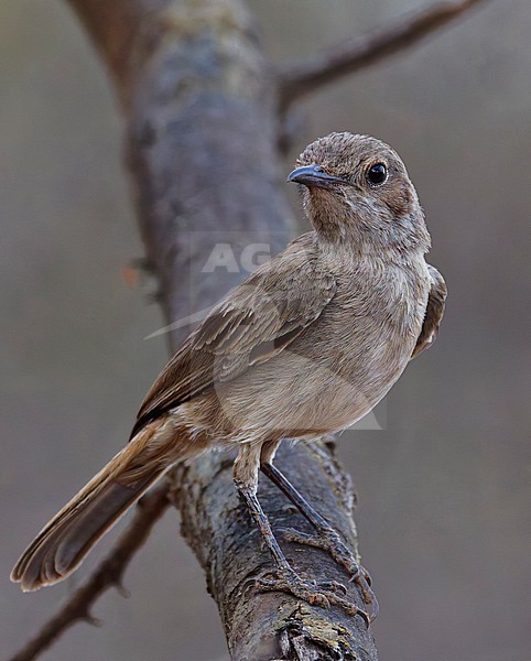 Brown-tailed Rock Chat (Oenanthe scotocerca) in Kenia. stock-image by Agami/Tomi Muukkonen,