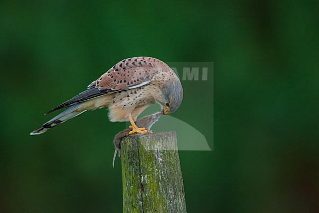 Torenvalk mannetje zittend met prooi; Common Kestrel male perched with prey stock-image by Agami/Menno van Duijn,
