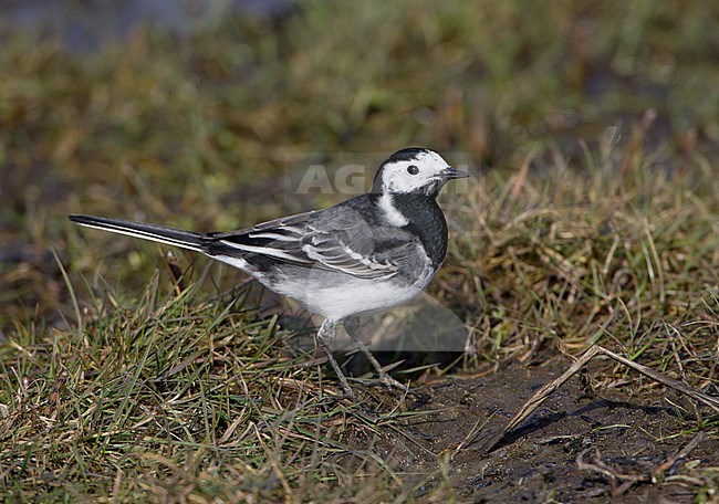 Pied Wagtail; Rouwkwikstaart; Motacilla yarrellii stock-image by Agami/Arie Ouwerkerk,