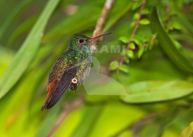 Roodstaartamazilia, Rufous-tailed Hummingbird stock-image by Agami/Martijn Verdoes,