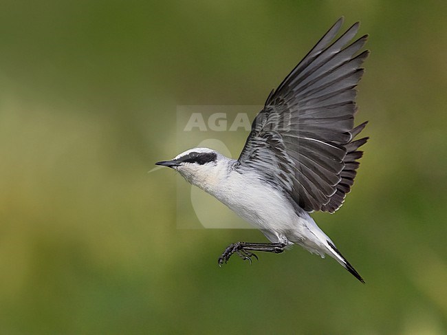 Northern Wheatear (Oenanthe oenanthe), side view of an adult male in flight, Abruzzo, Italy stock-image by Agami/Saverio Gatto,