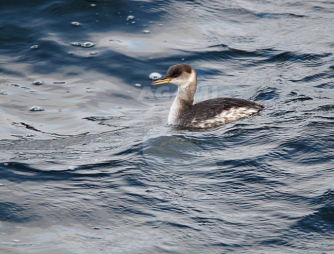 Autumn plumaged Red-necked Grebe (Podiceps grisegena) swimming in the sea in England, United Kingdom. stock-image by Agami/Michael McKee,