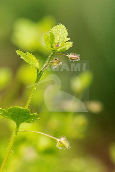 Ivy-leaved Speedwell seed box stock-image by Agami/Wil Leurs,