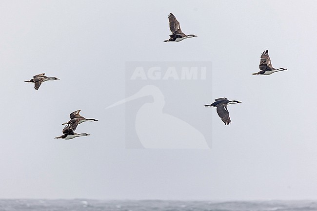 South Georgia shag, Leucocarbo georgianus, at sea between Argentina and South Georgia. stock-image by Agami/Pete Morris,