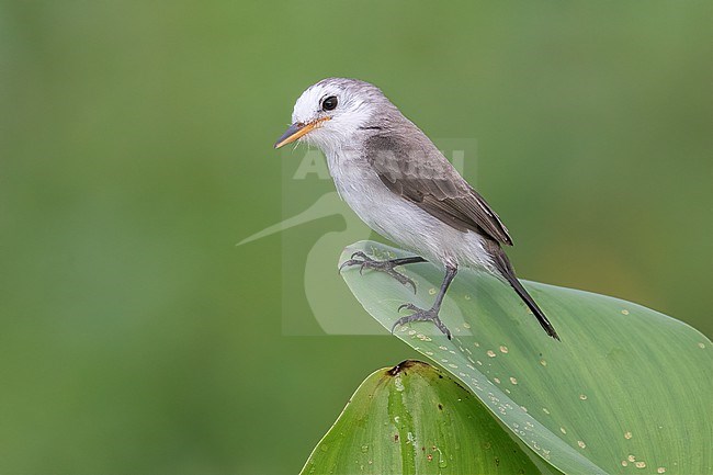 A female White-headed Marsh Tyrant (Arundinicola leucocephala) at Guarinocito, Colombia. stock-image by Agami/Tom Friedel,