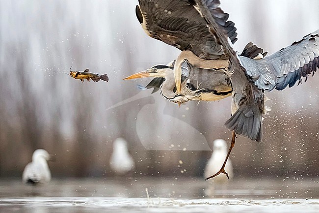 Vechtende Blauwe Reigers; Fighting Grey Herons stock-image by Agami/Bence Mate,