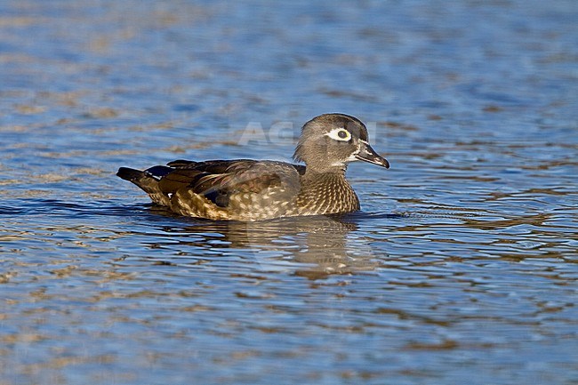 Wood Duck (Aix sponsa) swimming on a pond in Victoria, BC, Canada. stock-image by Agami/Glenn Bartley,
