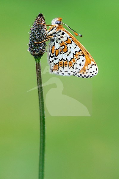 Glanville Fritillary, Melitaea cinxia stock-image by Agami/Wil Leurs,
