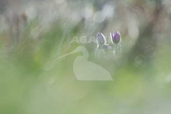Closeup van bloeiend Wildemanskruid, Close-up of flowering Pasque Flower stock-image by Agami/Rob de Jong,