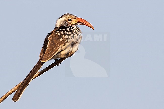 Damara Red-billed Hornbill (Tockus damarensis) perched on a branch in Angola. stock-image by Agami/Dubi Shapiro,