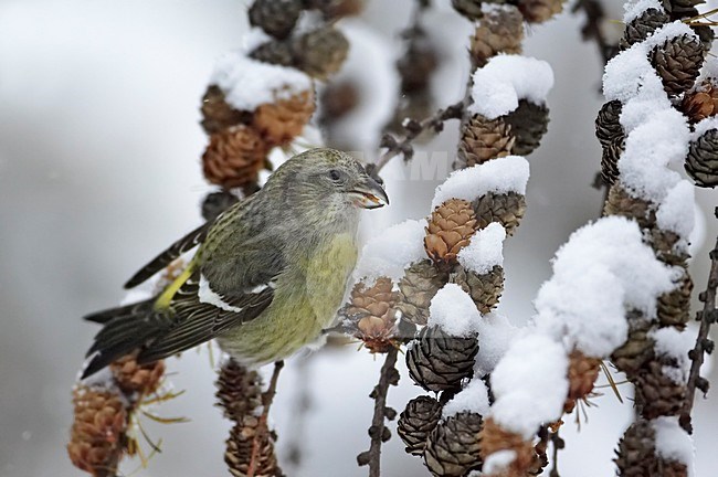 Foeragerende Witbandkruisbek in de winter ; Foraging Two-barred Crossbill in winter stock-image by Agami/Markus Varesvuo,