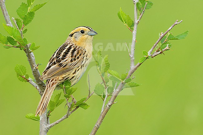 Adult LeConte's Sparrow, Ammospiza leconteii
Kidder Co., ND stock-image by Agami/Brian E Small,