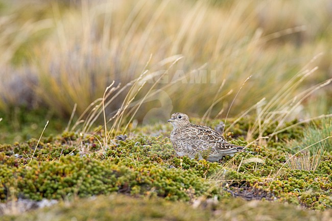 Patagonische Kwartelsnip in Patagonie; Least Seedsnipe in Patagonia stock-image by Agami/Marc Guyt,