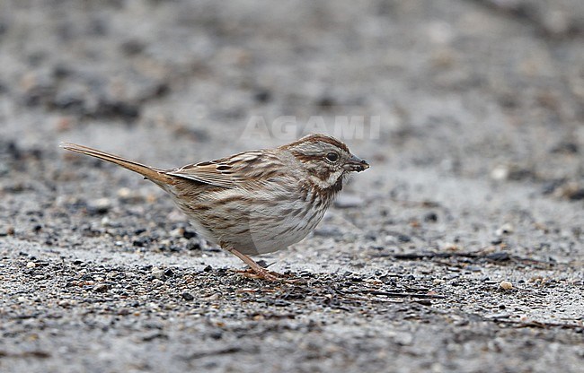 Song Sparrow (Melospiza melodia melodia)  at Mahwah in New Jersey, USA. Standing on the ground. stock-image by Agami/Helge Sorensen,