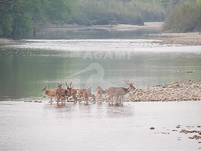 Spotted Deer, Axis axis. Group of spotted deer standing in the river. stock-image by Agami/Hans Germeraad,